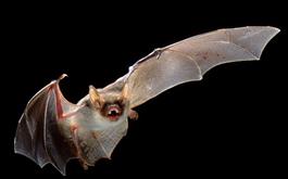 کشف نوع دیگری از ویروس کرونا در خفاش‌ها