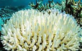 خطر نابودی برای مرجان‌ها