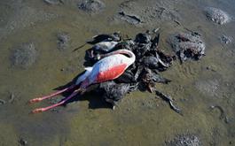 مرگ ۱۴ هزار پرنده مهاجر در میانکاله