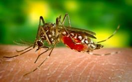 مالاریا؛ خطری بالقوه برای ایران