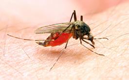 مالاریا؛ فرصتی برای دیگر تهدیدات