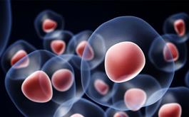  سلول‌های بنیادی خون‌ساز؛ راهی برای نجات یک زندگی