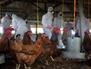 آنفلوآنزای پرندگان: تهدید سلامت و غذا