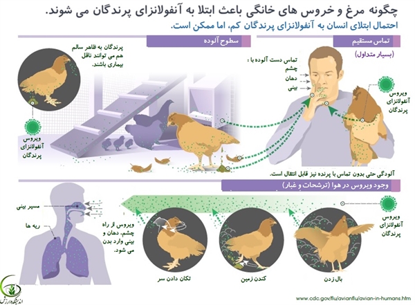 چگونه مرغ و خروس‌های خانگی باعث ابتلا به آنفلوانزای پرندگان می‌شوند